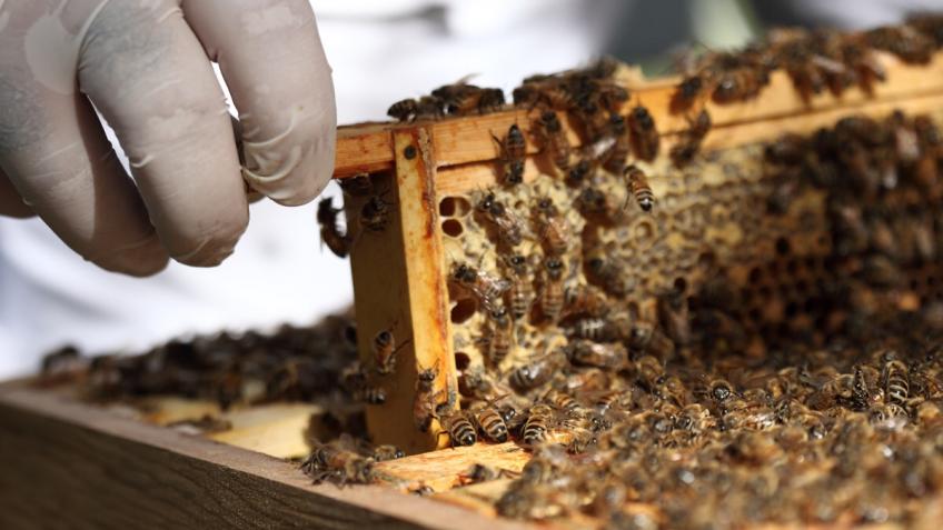 Beehive Project Harlow