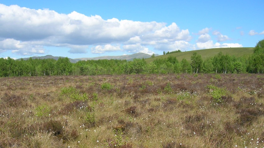 Save Scotland's Peatlands
