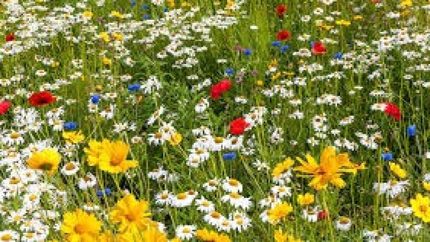 Wildflower & Tree Planting with Devoran School