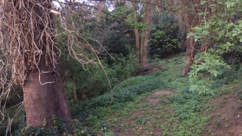 Help us buy and protect White Elm Woodland Ipswich