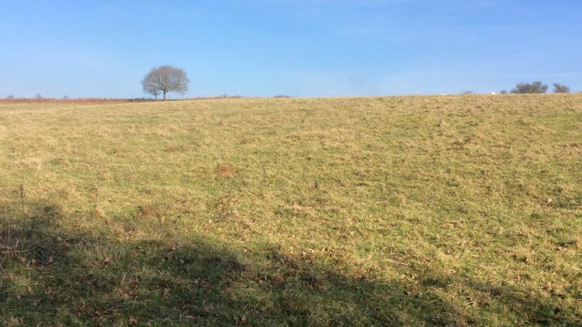 Avon Needs Trees: Starting with the Marden Valley