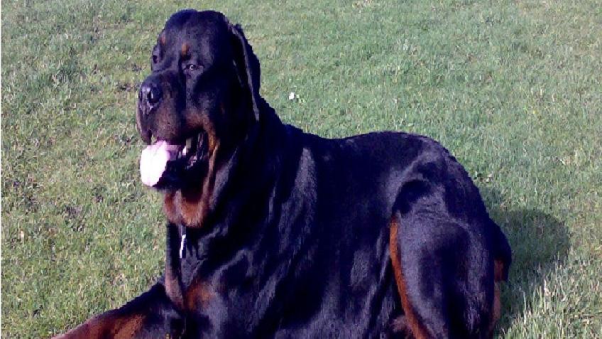 Help towards my beloved Rottweilers cremation fee.