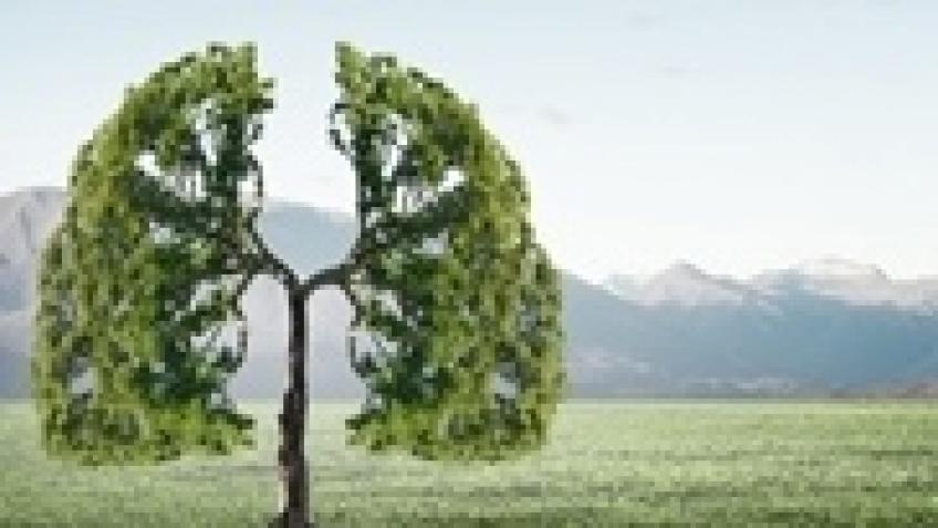 Earth Lungs The Active Replanting Of Trees A Personal Causes 