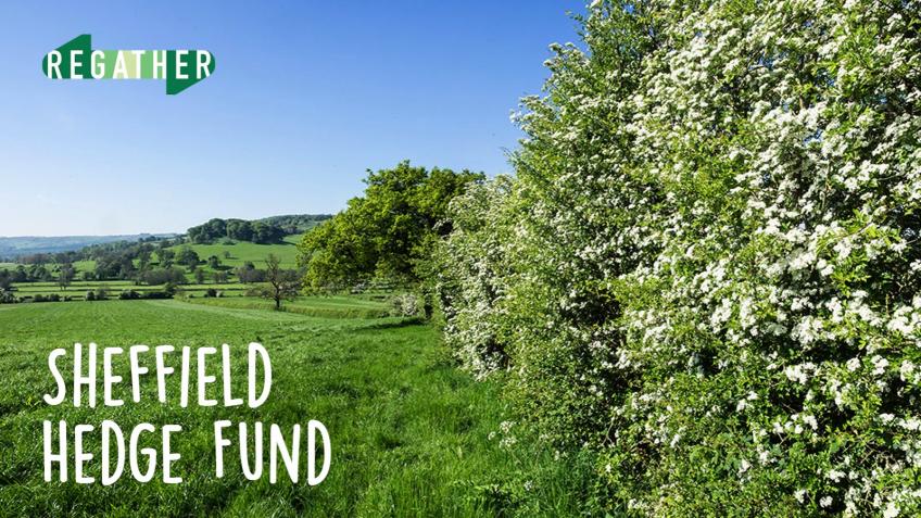 Sheffield Hedge Fund