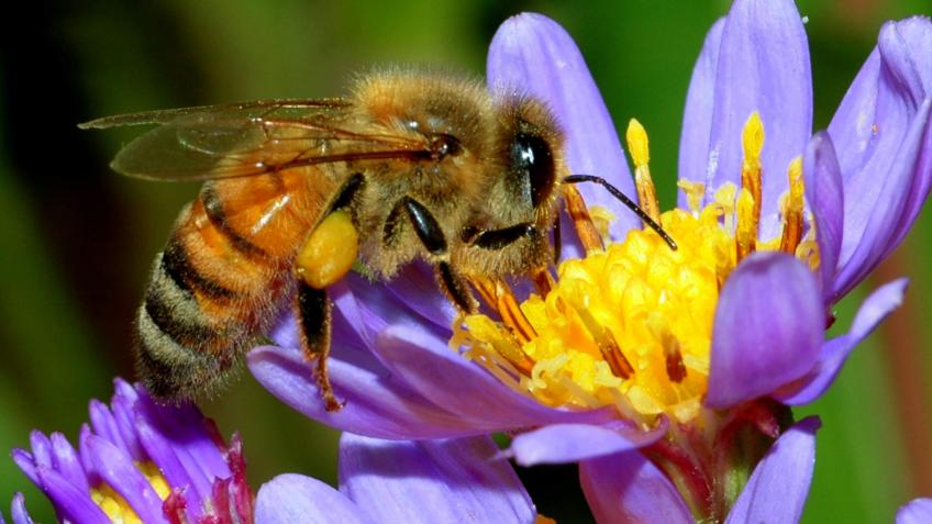 Save My Bees! - Now Closed!