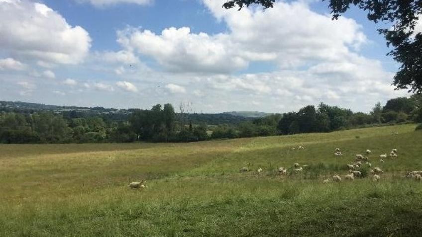 Avon Needs Trees: Buying 34 Acres to Reforest