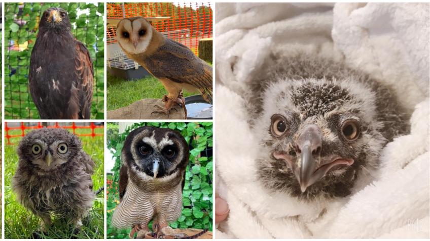 Birds of prey happy wings