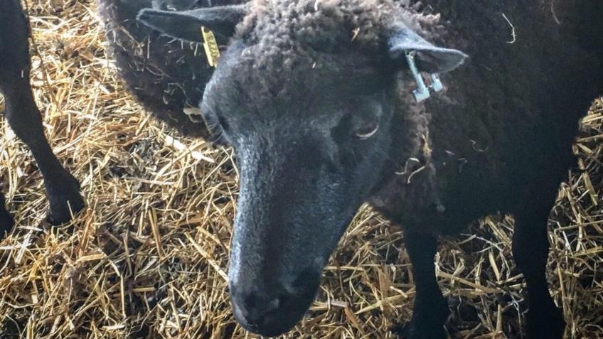 Shetland rare breed sheep for Little Parks Farm
