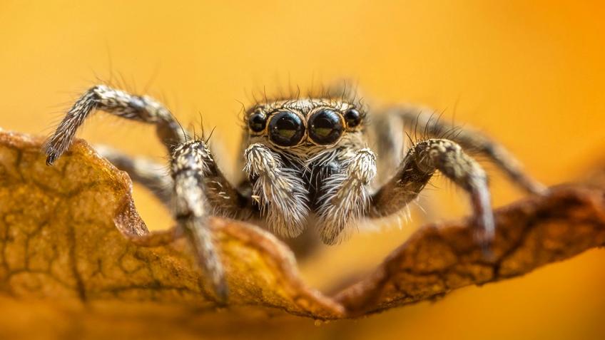Matts Macro Tour 2020 - BioBlitz Bonanza