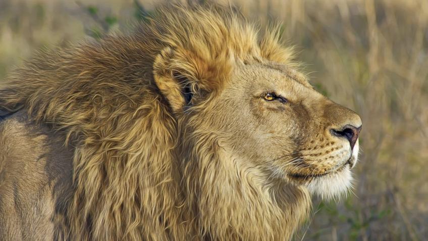 Help EXPOSE & END evil Trophy Hunting!