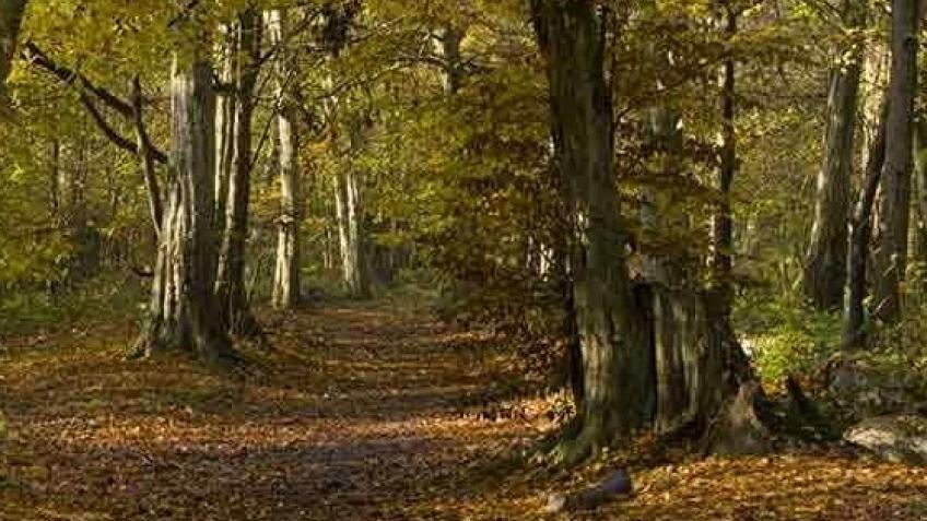 Save Corsham's Woodland Wildlife Corridor
