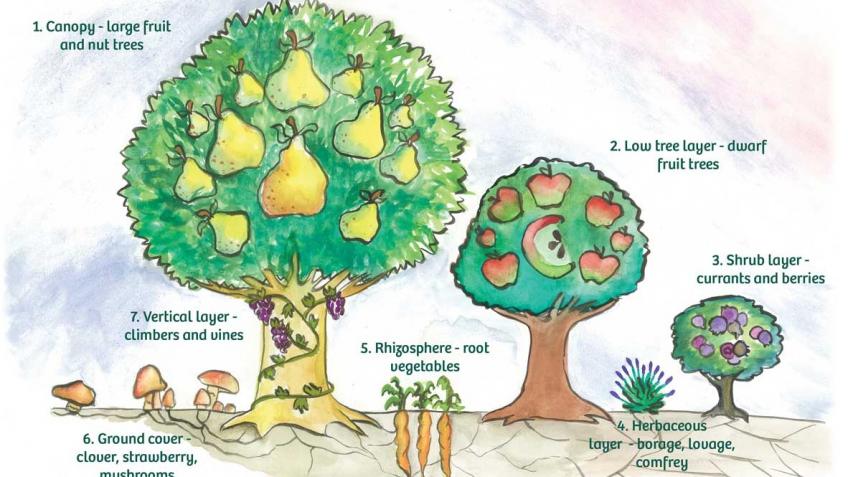 A Forest Garden for Criafolen