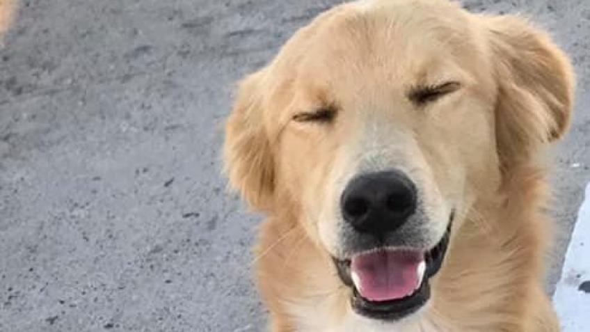 Help bring a loving stray from Santorini to UK