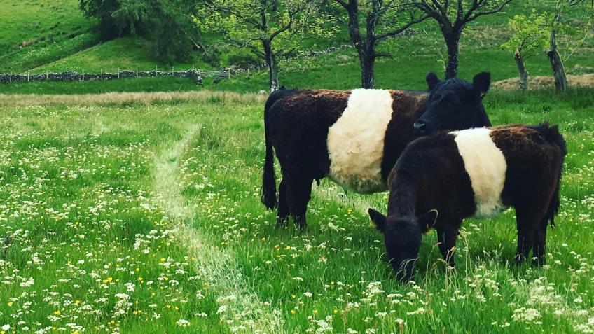 The Conservation Grazing Cows