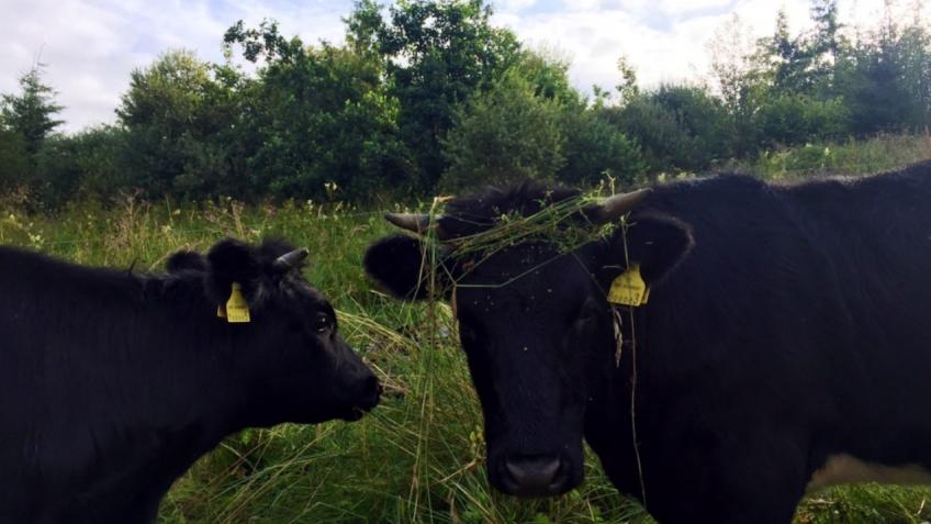Cowfunder!