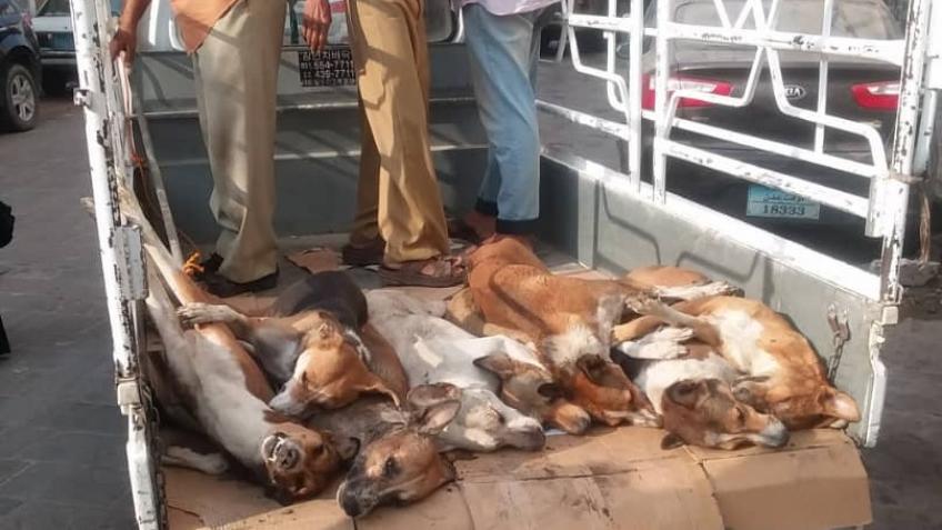 A humane appeal to protect stray dogs in Yemen