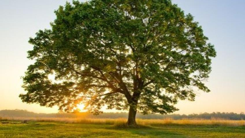 Thorner Trees Project