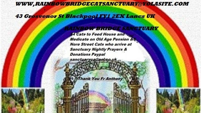 Save Rainbow Bridge Cat Sanctuary Charity 81671