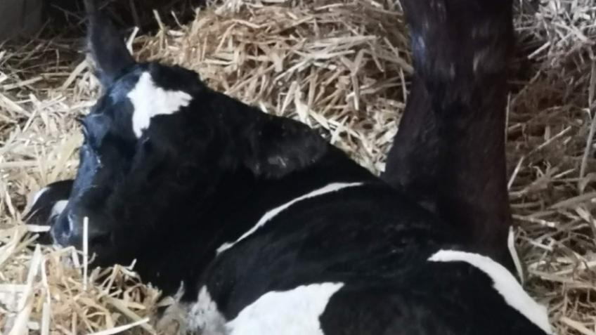 Please help me save her from being slaughtered