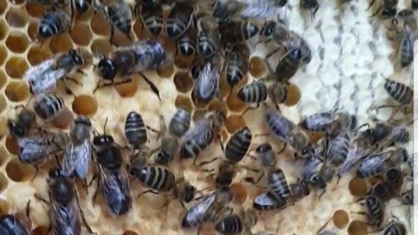 It's All About The Bees
