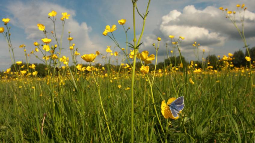 Helping hands for butterflies