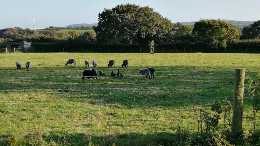 Creating a Forest Garden in North Cornwall