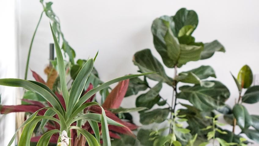 Cultivate Interiors