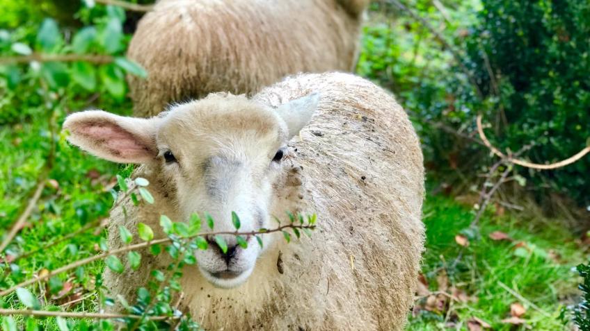 WINTER APPEAL for Pear Tree Farm Animal Sanctuary