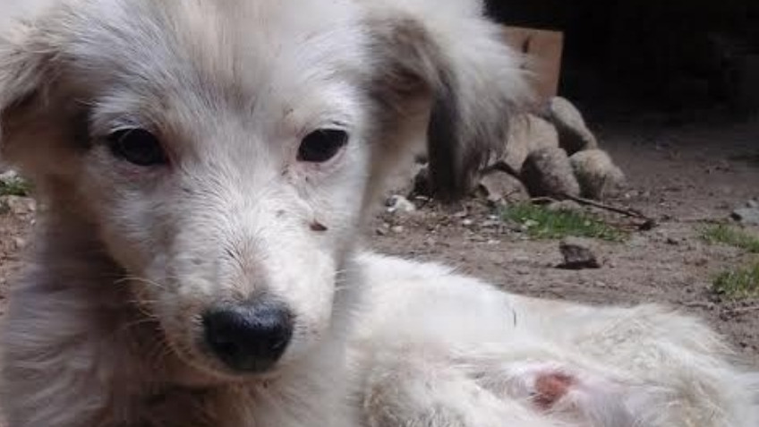 How Do You Help A Dying Puppy