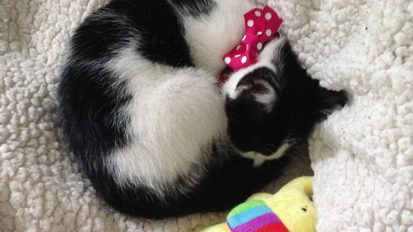 Help fund Norwich's first ever cat cafe!