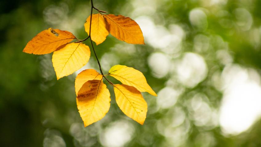 Connect & Create - for your wellbeing and nature