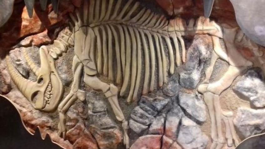 The return of Wirksworth's Woolly Rhino