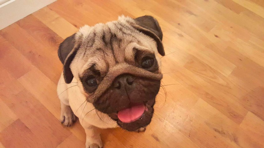 Marley's Surgery
