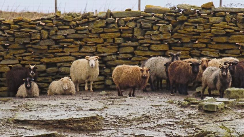 Support the Sheep Dyke Volunteers