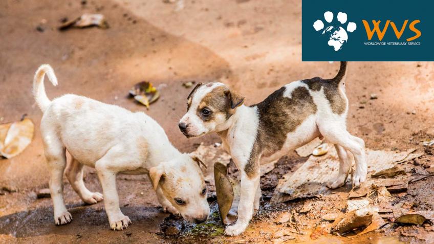 Help Animals Globally During the Pandemic