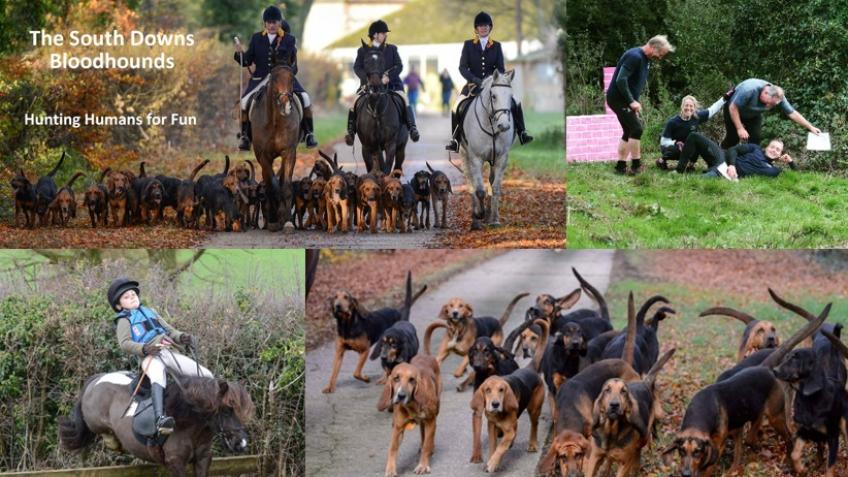 Survival of the South Downs Bloodhounds