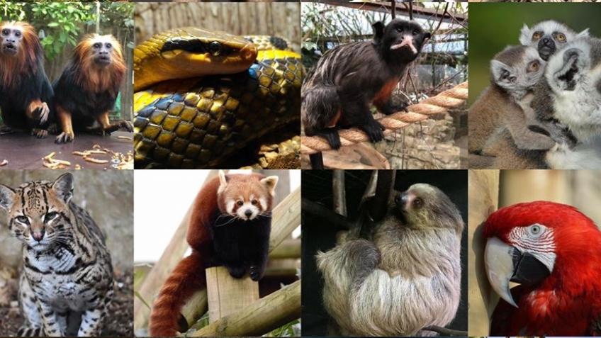 Save our animals