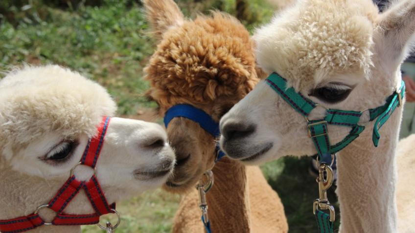 Help us keep Fairytale Farm operating
