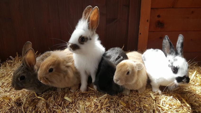 Help us look after our animals in the pandemic