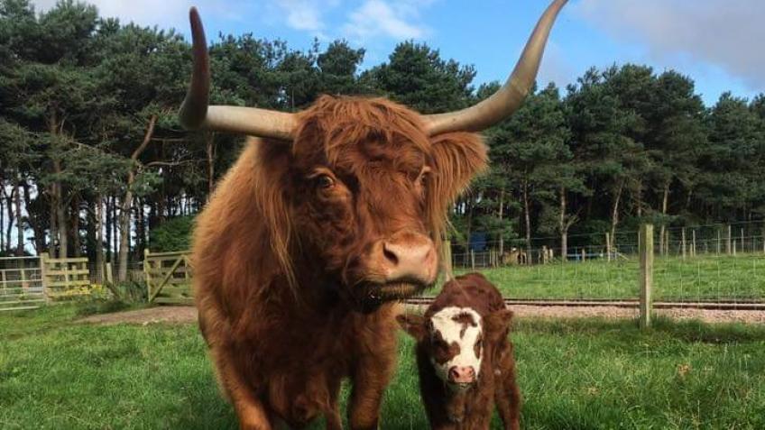 East Links Animal Crowdfunder