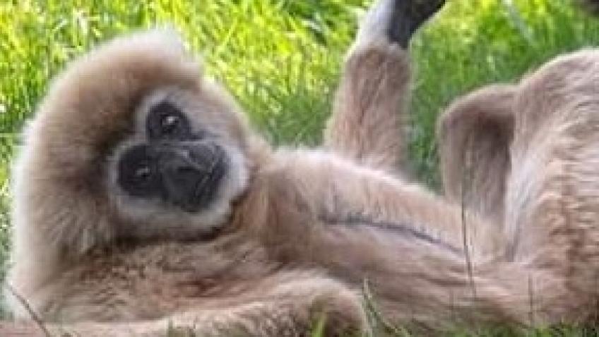 Hamerton Zoo Animals