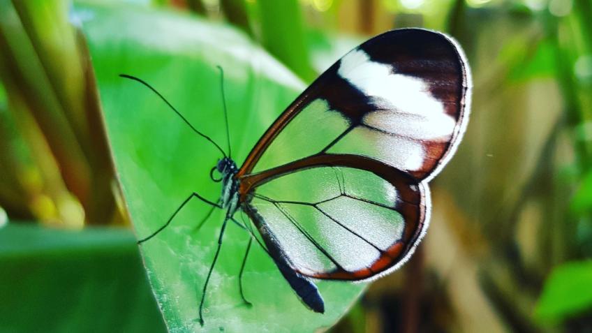 Help us flutter back after Covid-19!