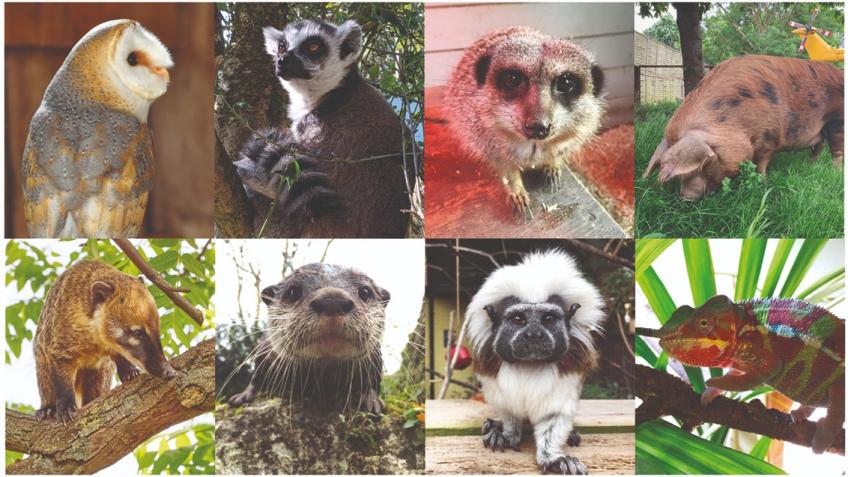 Battersea Park Children's Zoo Crowdfunder