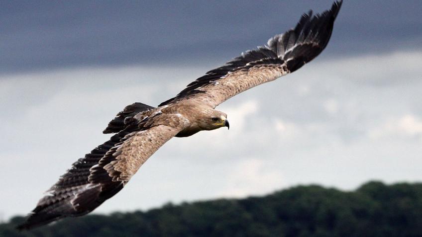 Help Eagle Heights Wildlife Foundation