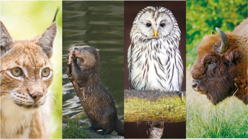 New Forest Wildlife Park Crowdfunder - a Business crowdfunding project in Marchwood by Carol Heap New Forest Wildlife Park Crowdfunder - a Business crowdfunding project in Marchwood by Carol Heap