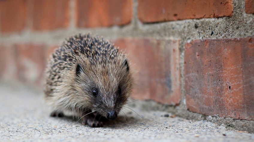 Creating a Hedgehog-Friendly Town
