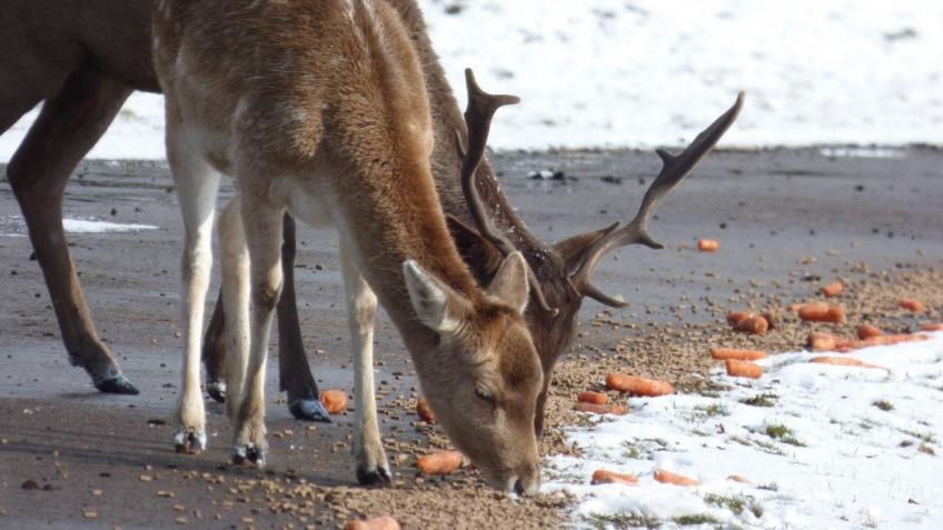 The Royal Gunpowder Mills' Wildlife Needs help!