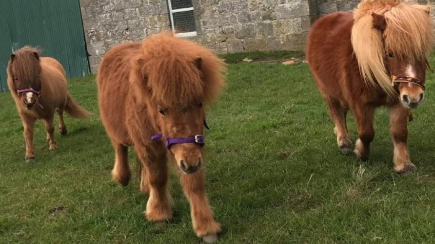 Healing Hooves Pony Therapy