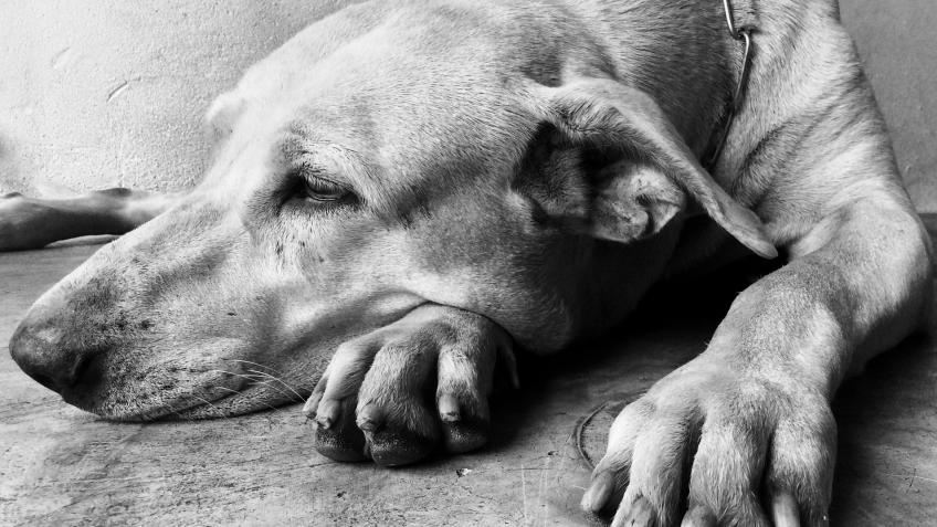 Refuge4Pets Emergency Vet Treatment Appeal