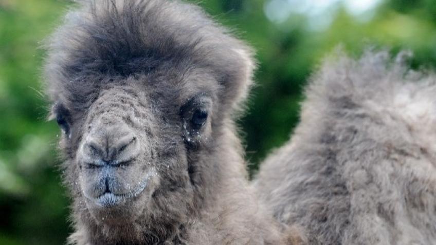 Help the animals at Camel Park Oasis